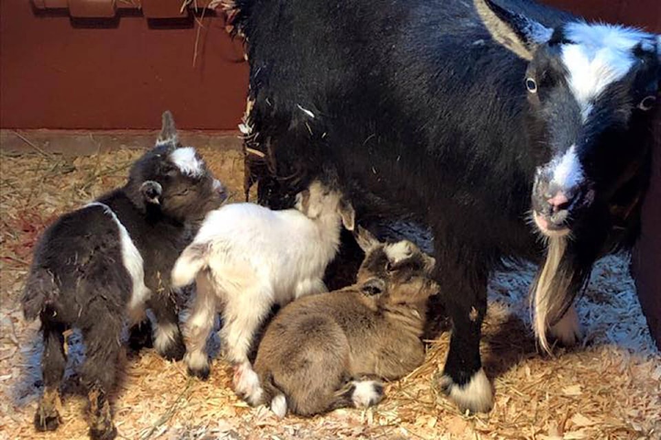 15647263_web1_babygoats