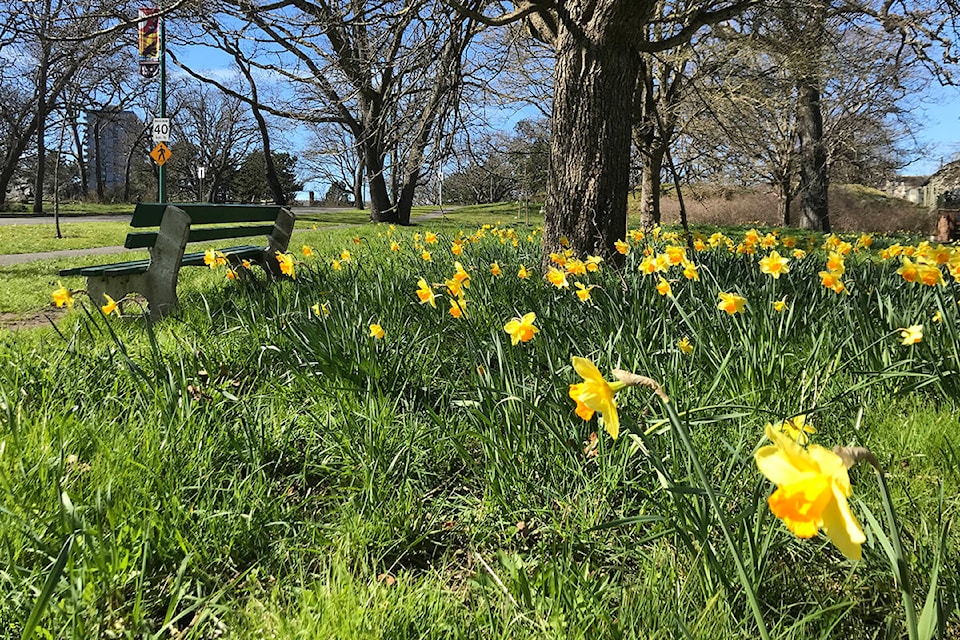 15669446_web1_180321-GNG-ColwoodWinsFlowerCount