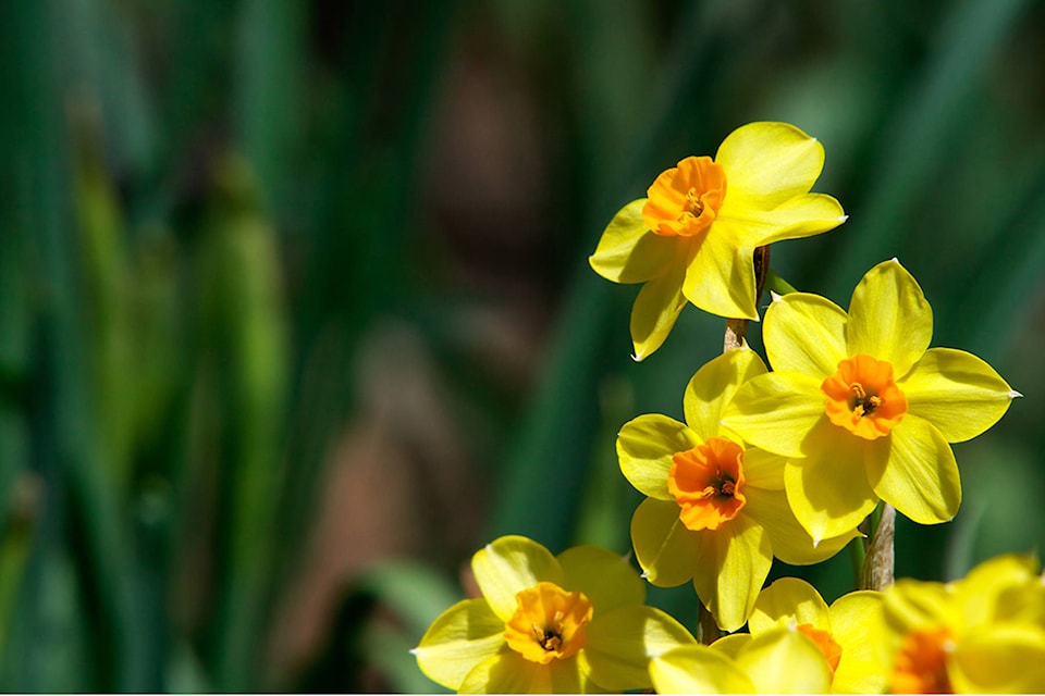 16028806_web1_daffodils-PRINT