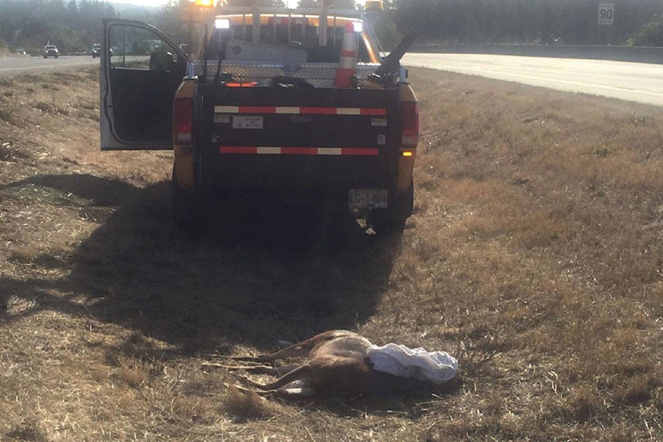 16029143_web1_14117719_web1_dead-deer-1200x800