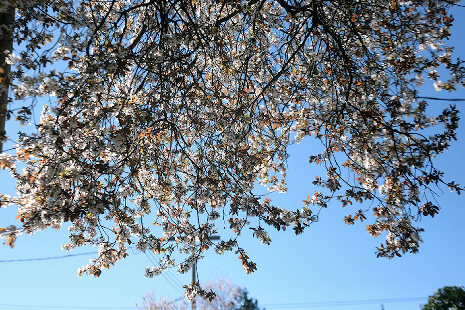 16143721_web1_190320-VNE-Cherry-Blossom-5