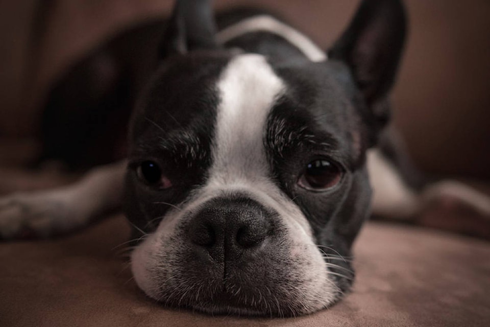 16165222_web1_190313-VNE-bostonterrier