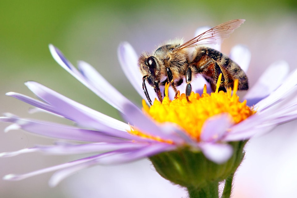 16258922_web1_WildnFree-pollinators-sub-mar15