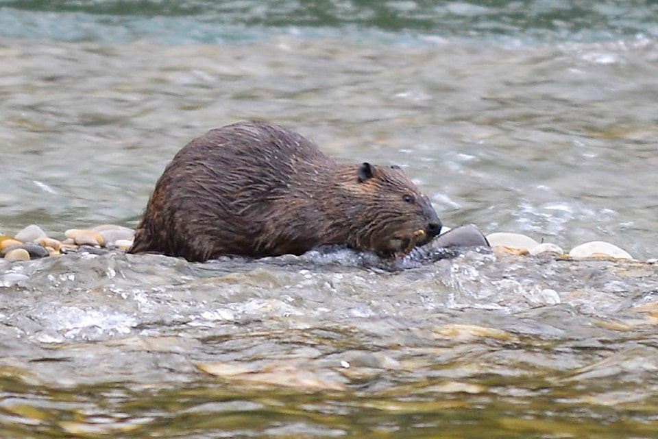 16287938_web1_190405-BeaverWalkAtBeaverLakePonds