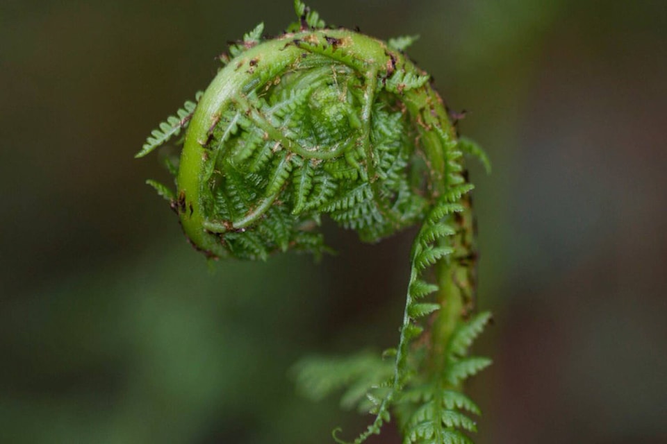 16406186_web1_fiddlehead