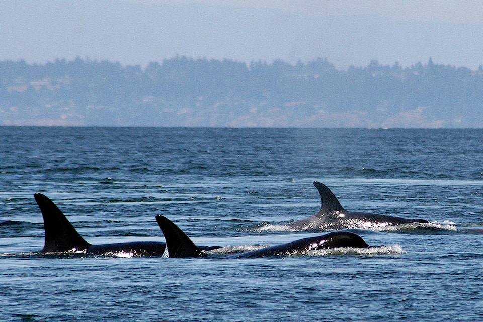 16495342_web1_Orcas