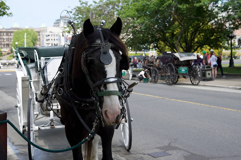 16813910_web1_190613-VNE-Horse-drawn