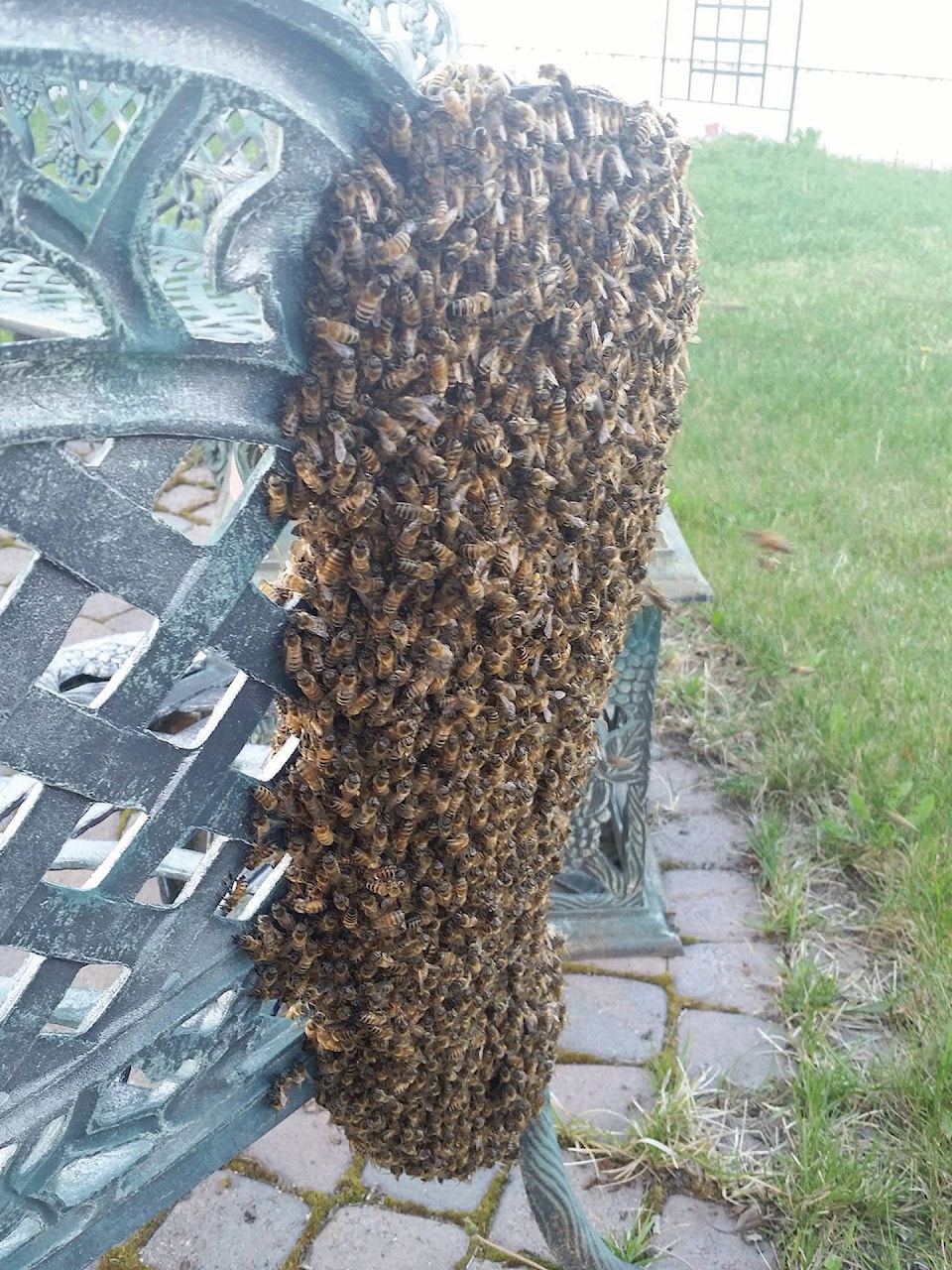 16827187_web1_160506-RDA-Local-Honey-Bee-Swarm-PIC-2