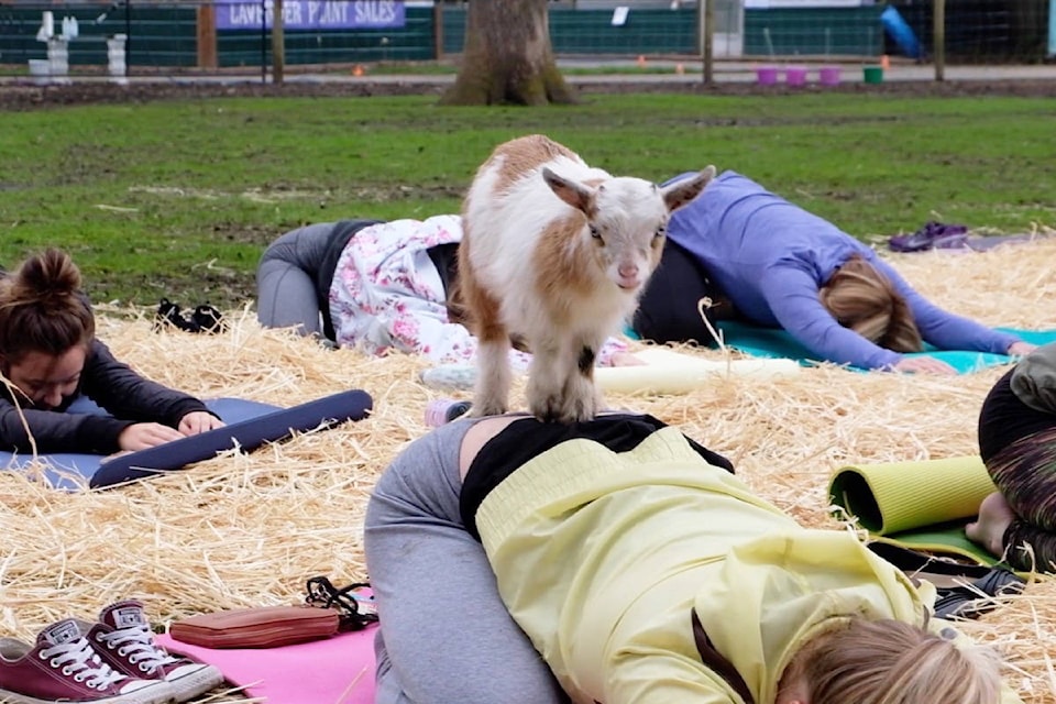 17038176_web1_170424-PNR-M-goatyoga