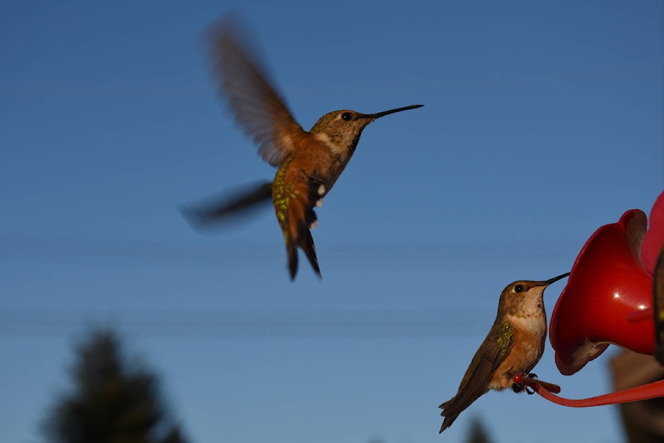 17072479_web1_190529-AVN-Hummingbirds_2