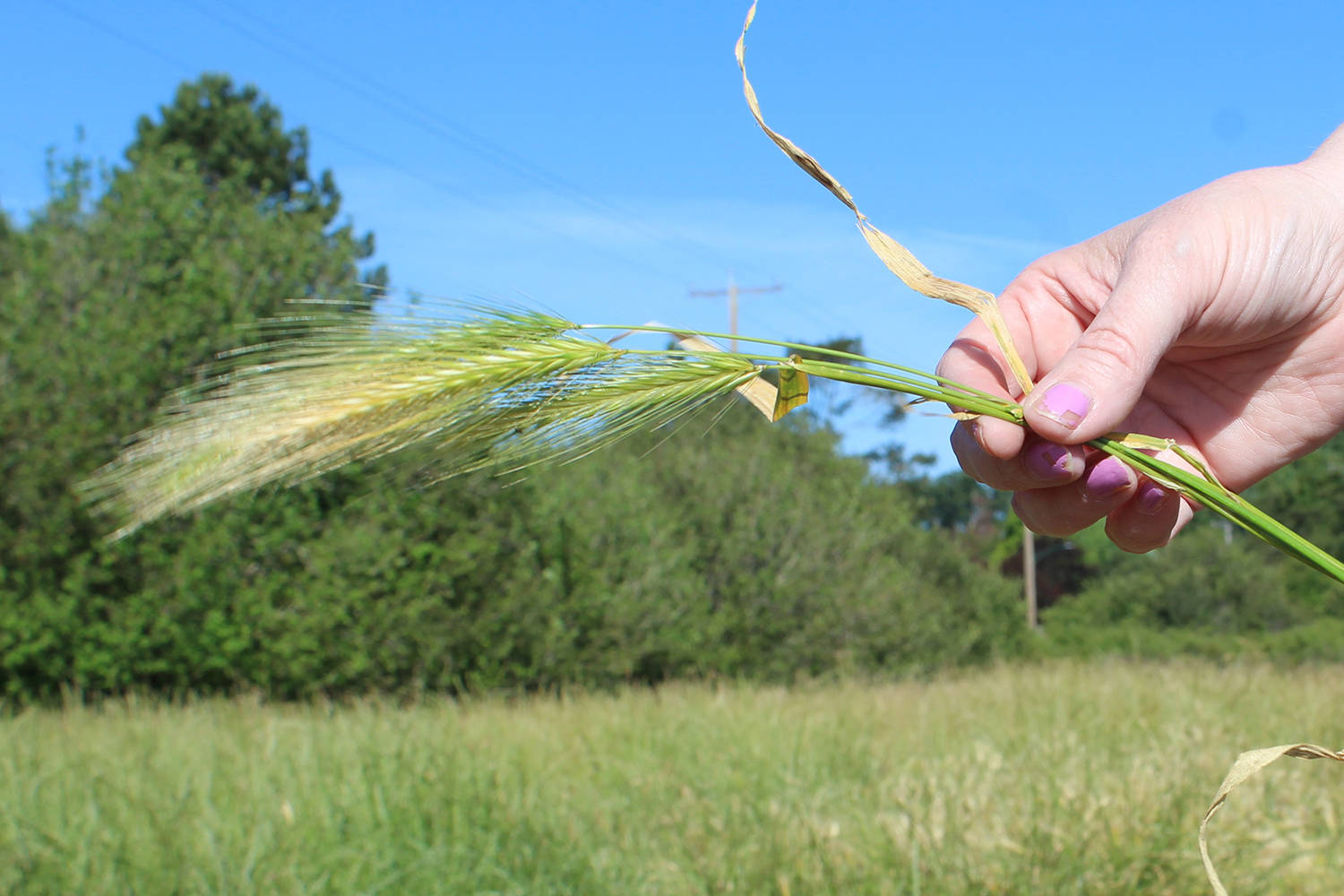 Speargrass deals