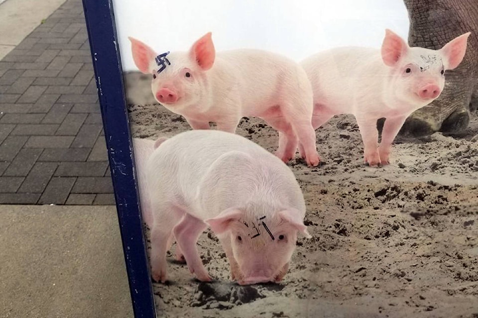 17746342_web1_190717-VNE-Pigs