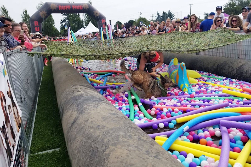 Pet-A-Palooza day one took place in Bullen Park in Esquimalt on Saturday and the playful pooches returned for round two on Sunday. (Photo by Black Press Media)