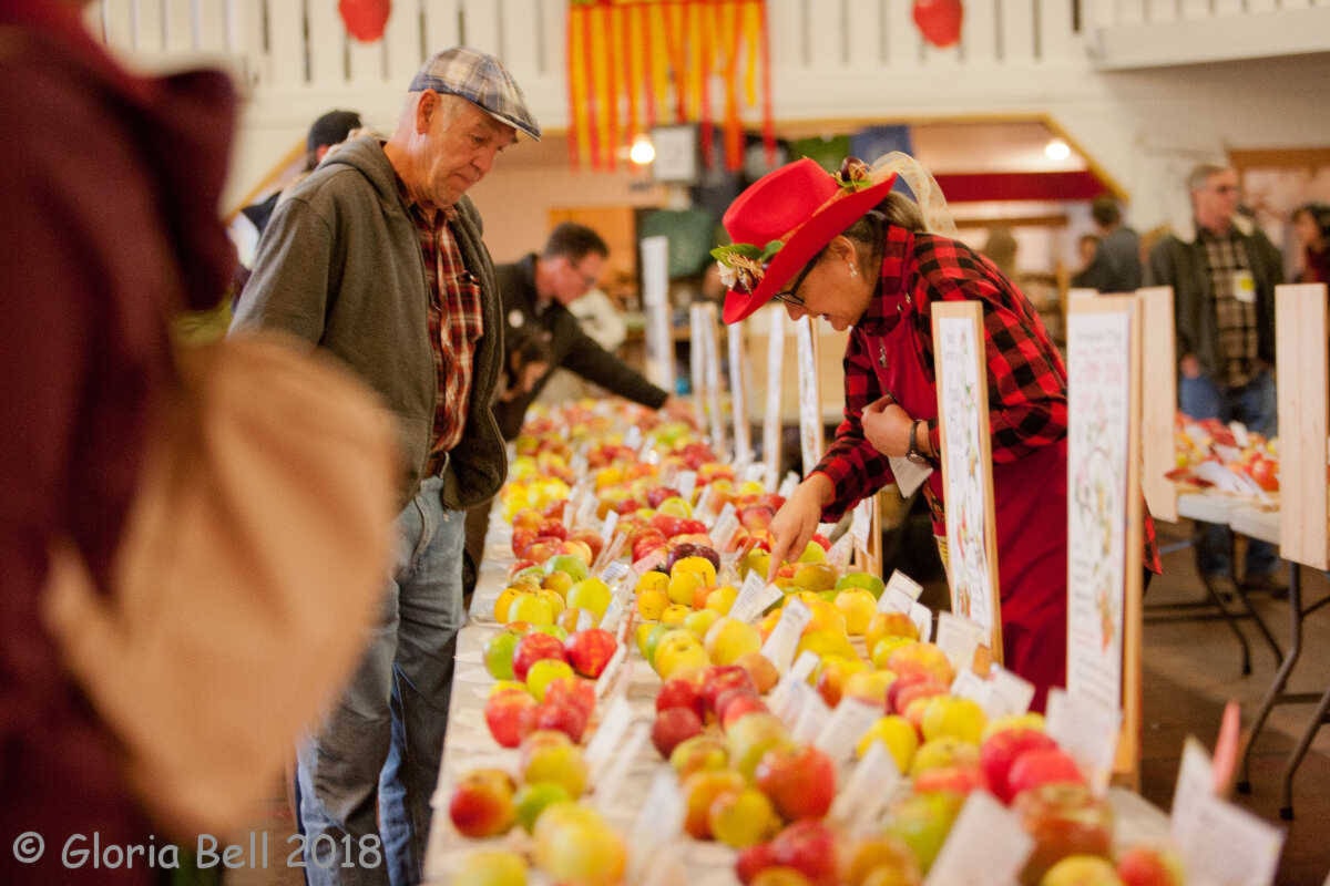 Salt Spring Island Apple Festival 2024 Schedule Tickets Amargo Wilona