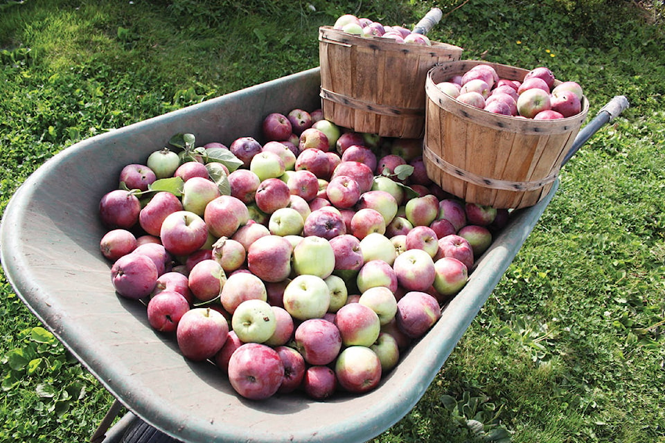 18748435_web1_apples-in-wheelbarrow