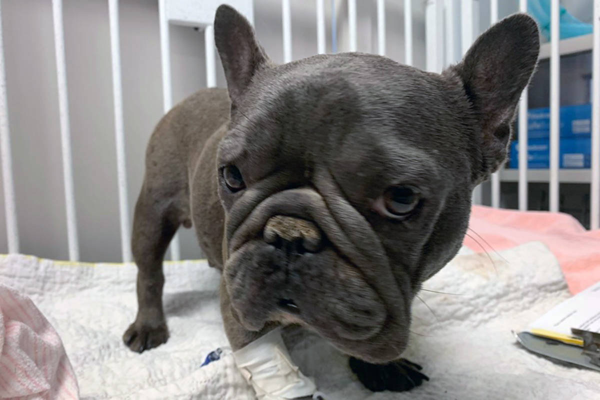 French bulldog deals humane society
