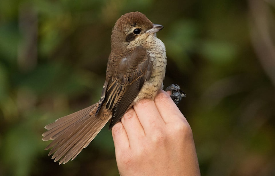 18782403_web1_191002-GNG-RareBirdSighting_2