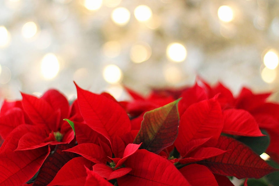 18942170_web1_GNG-poinsettia