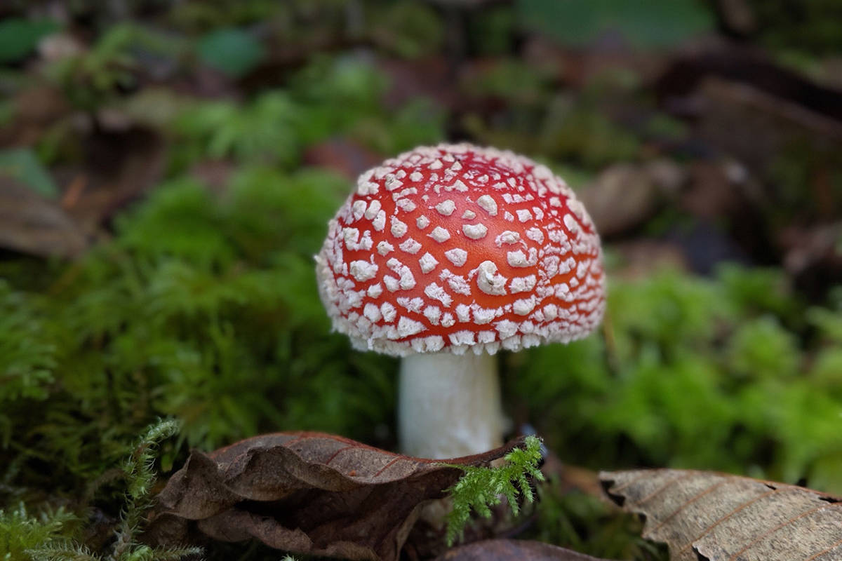 Poisonous Mushrooms. Необычные съедобные грибы. Гриб poisonous. 14 1305 mushroom