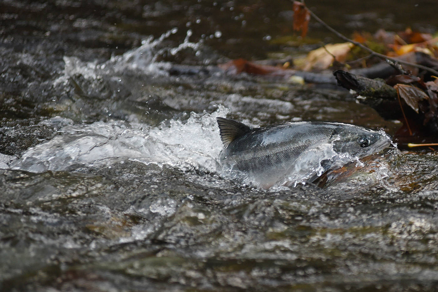 19135898_web1_191028-GNG-SalmonRunPreview_3