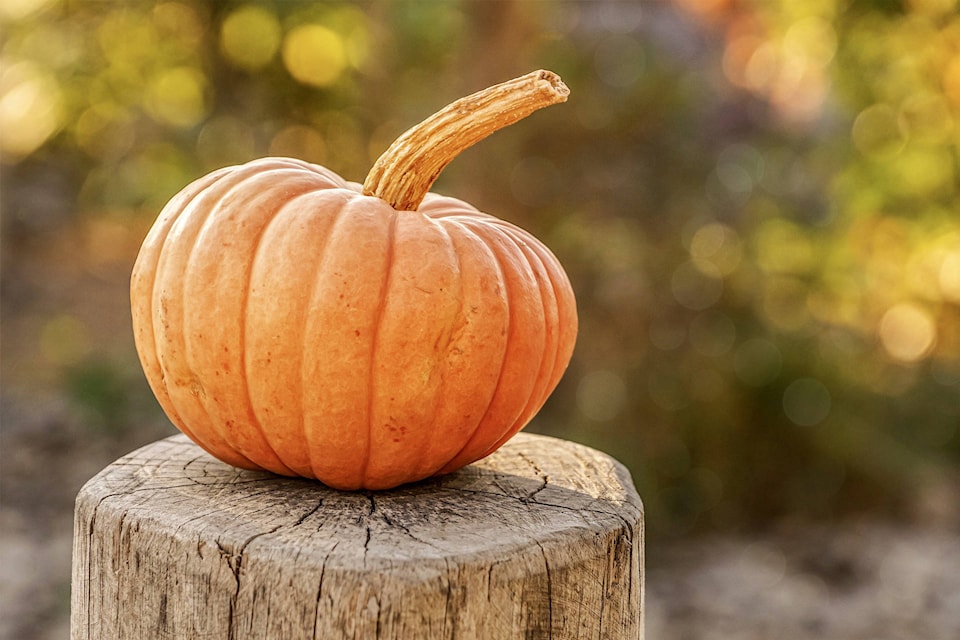 19179193_web1_pumpkin-4454745_1920