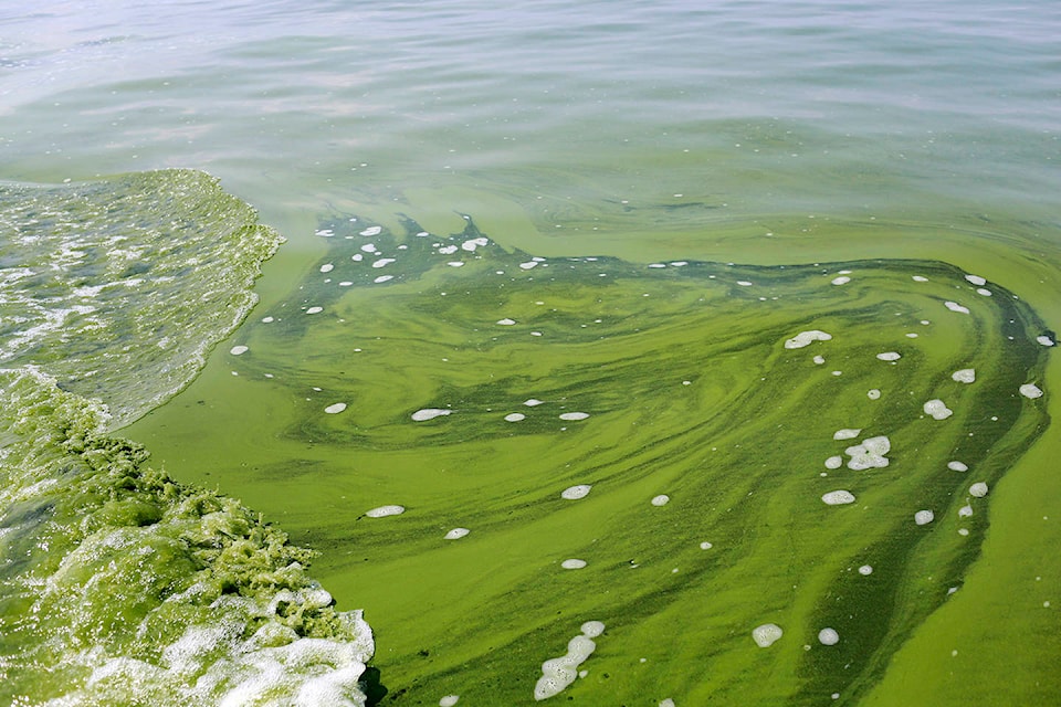 19234298_web1_P-Algae-Blooms-EDH-190815