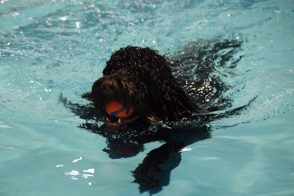 19324474_web1_191110-GNG-Dog-Swim-3