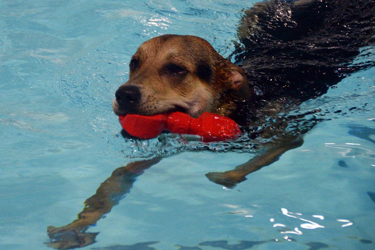 19324474_web1_191110-GNG-Dog-Swim-5