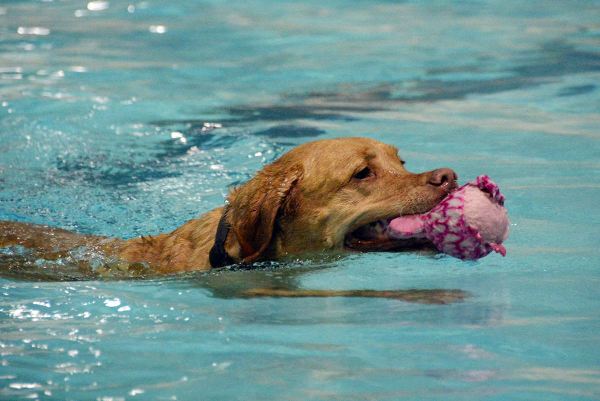 19324474_web1_191110-GNG-Dog-Swim-7