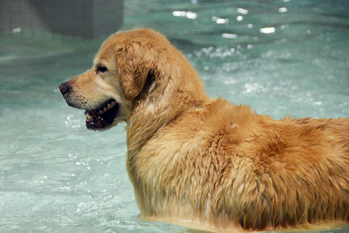 19324474_web1_191110-GNG-Dog-Swim-8