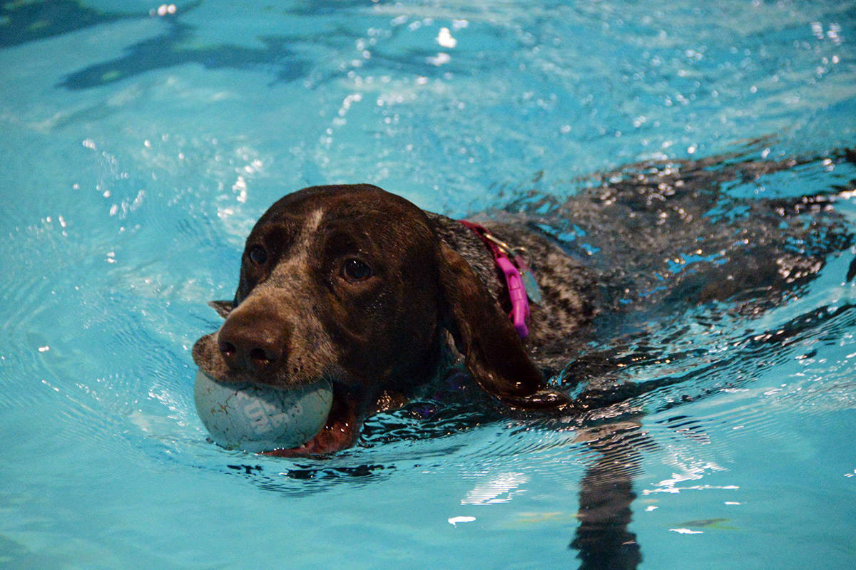 19324474_web1_copy_191110-GNG-Dog-Swim-4