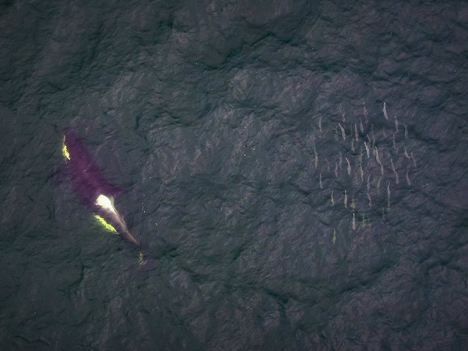 19581816_web1_UBC-whale-drones-5