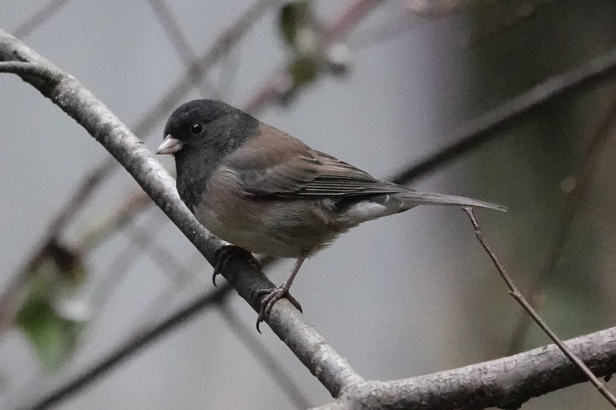 19629023_web1_Dark-eyed-Junco-by-Ann-Nightingale