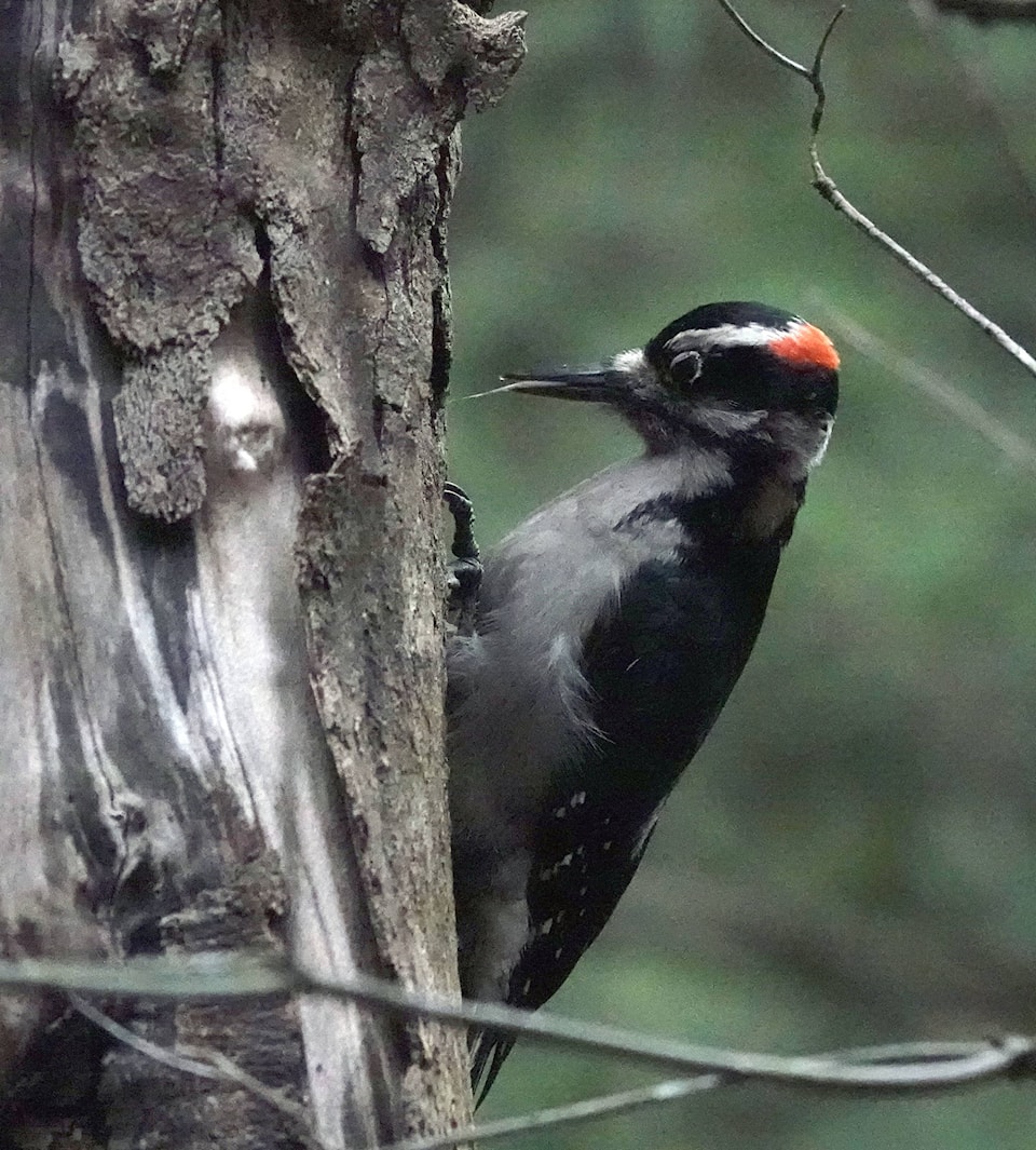 19629023_web1_Hairy-Woodpecker-by-Ann-Nightingale