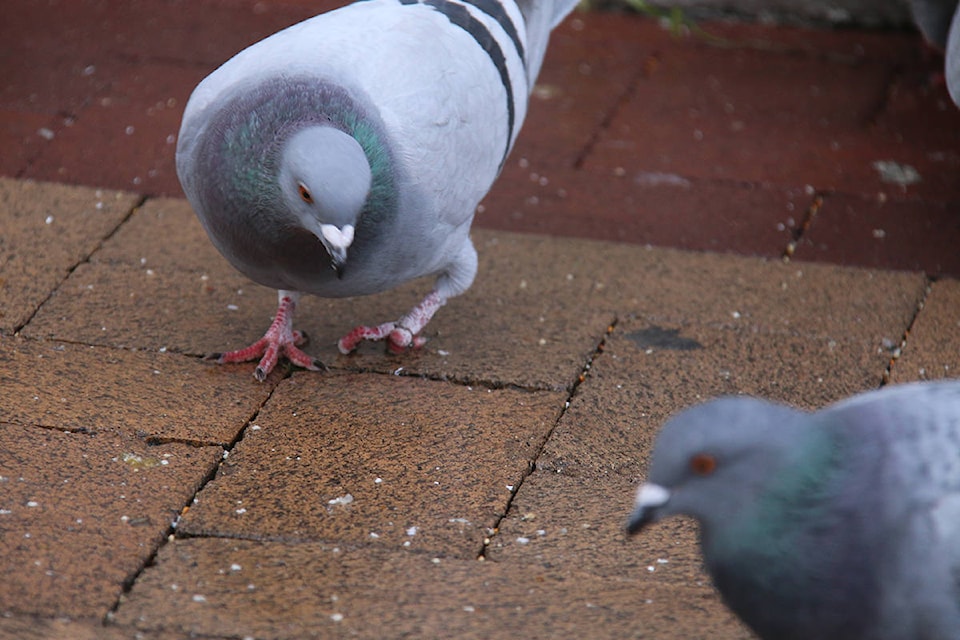 19743431_web1_191211-VNE-Pigeon-Feet-Cleaning_2