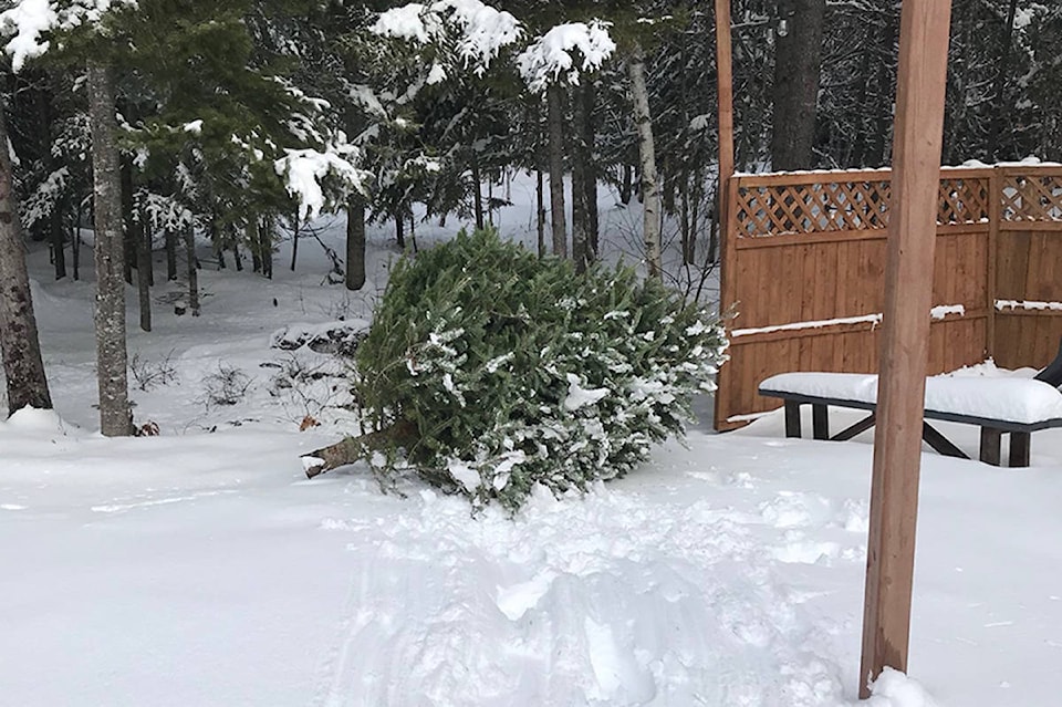 19912433_web1_Christmas-tree-in-backyard-crop