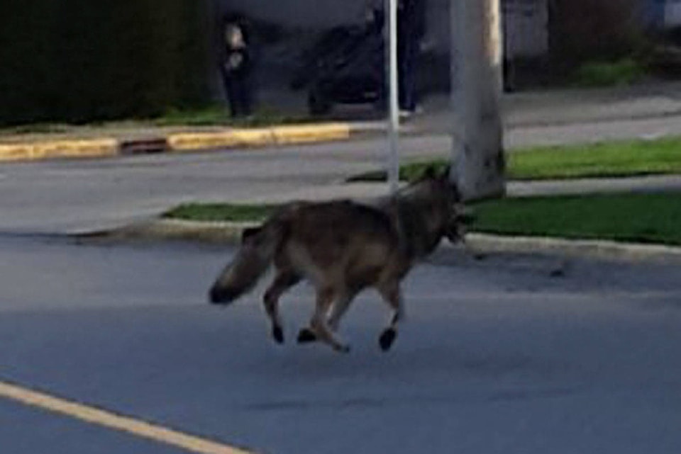 20292646_web1_200125-VNE-Wolf-Sighting_1