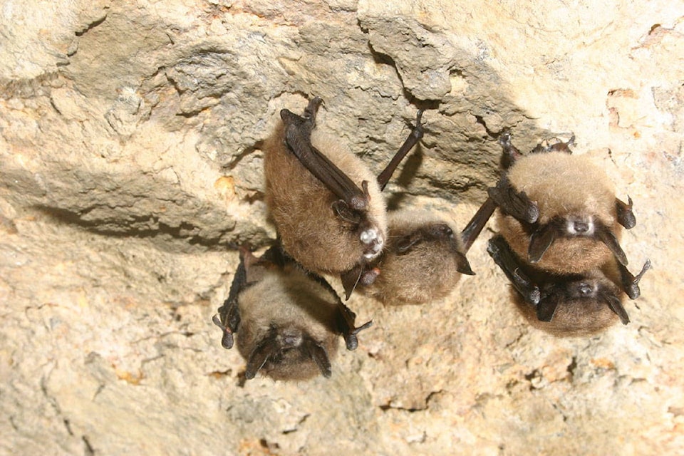 20423093_web1_200205-VNE-Dead-Bats_1