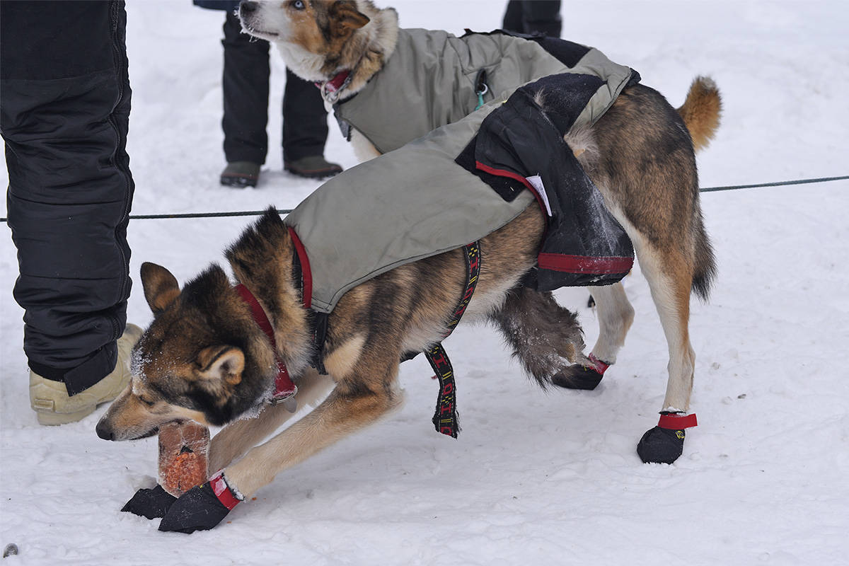 Used shop dog sled