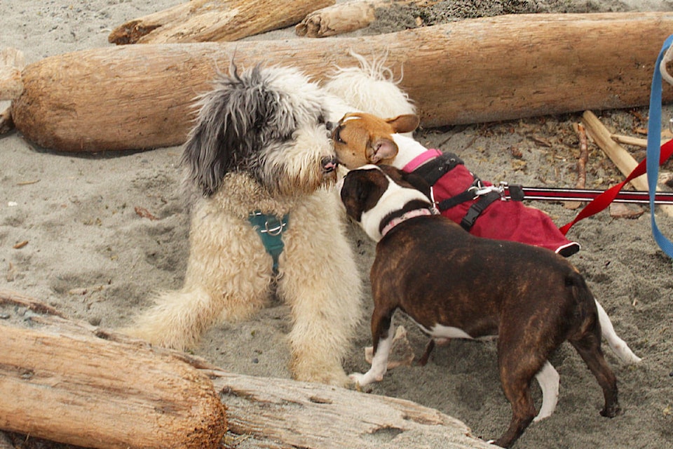 20686445_web1_200225-SNE-DogBeachCouncil-FOLO-caddybay_2