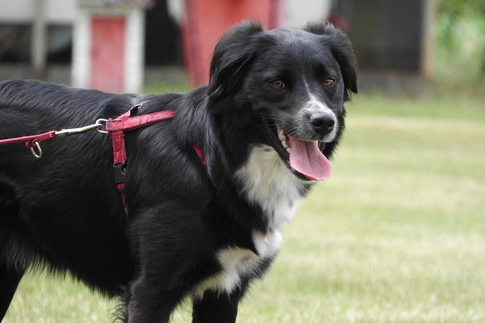 20789103_web1_200311-SNM-Dogs-on-Goose-LEASH_1