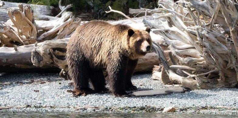 21287947_web1_200416-CRM-grizzlybear-conservation-Mali_1