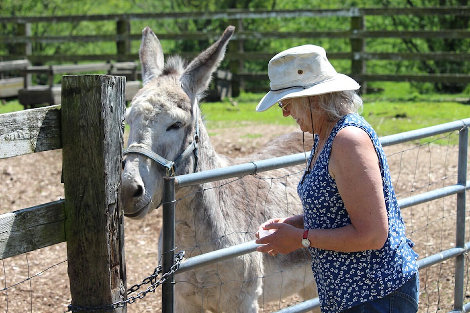 21462750_web1_200505-GNG-Parry-Bay-Donkeys_1