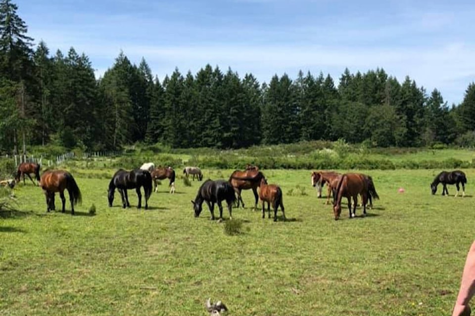 21485758_web1_200514-CCI-Humanity-for-Horses-gofundme-horse-rescue_1