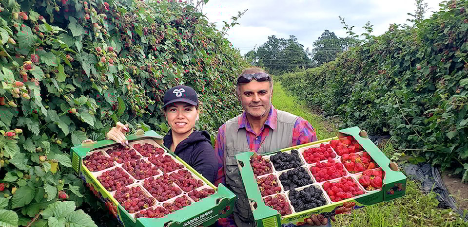 21988526_web1_200706-Impress-VNE-GobindFarms-berries_2