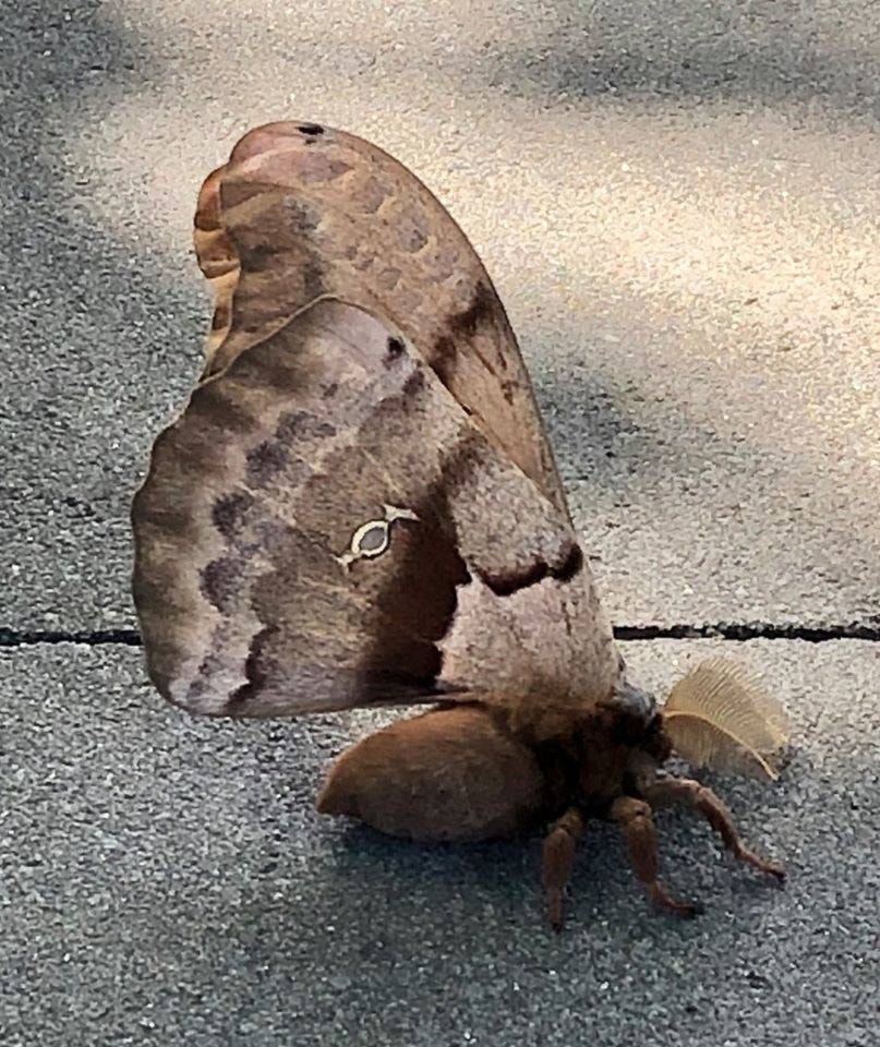 22019152_web1_200702-VNE-TarantulaMoth-fuzzy_1
