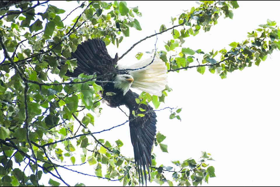 The eagle has been struck in a tree, upside down for over a day. (Liam Harrap/Revelstoke Review)