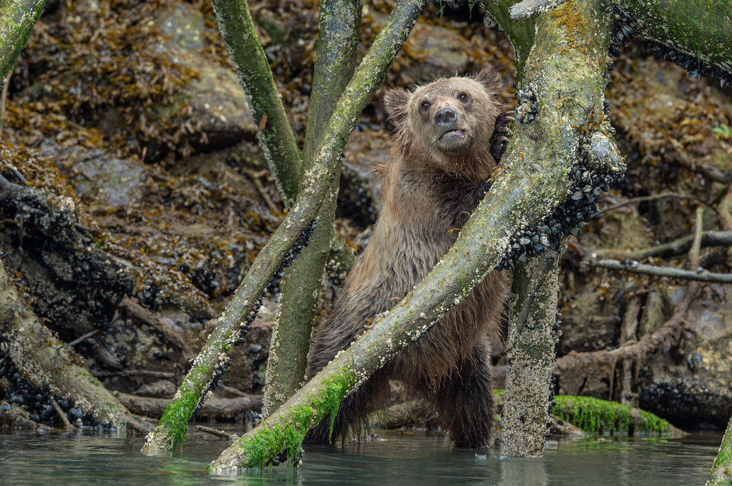 Mussels were the meal of choice for the grizzlies spotted on this recent Tide Rip Grizzly Tour trip to Glendale Cove. Photo by Anthony Bucci / www.abucciphotography.com