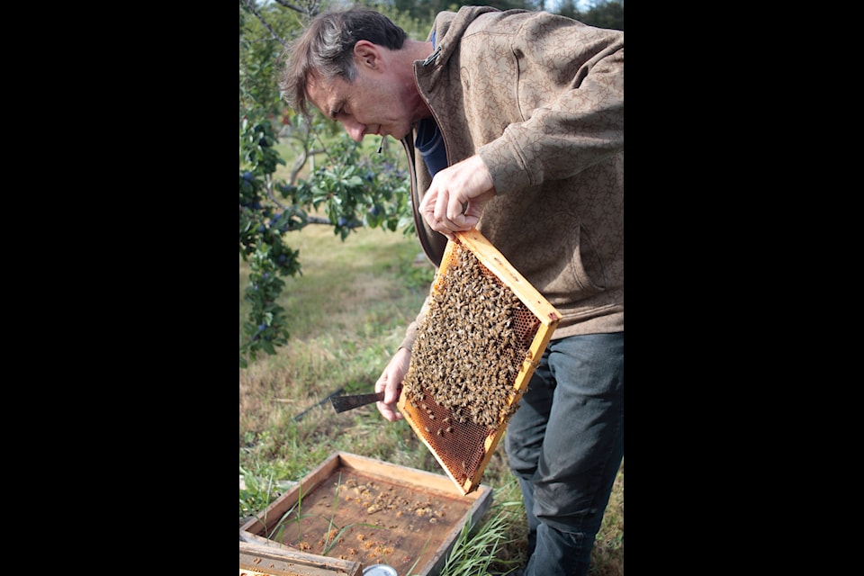 Island beekeepers stung by fear of imported bees - Victoria Times