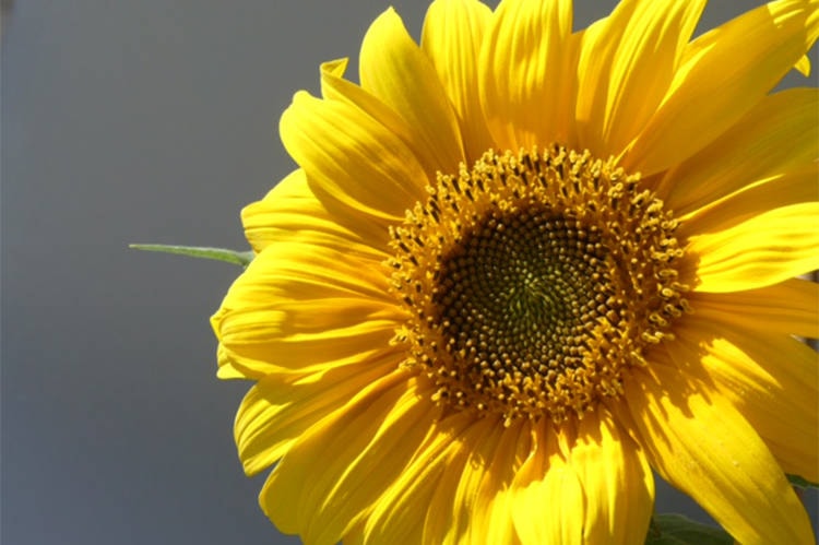 A sunflower snapped from the balcony. (Courtesy Margy Grant)